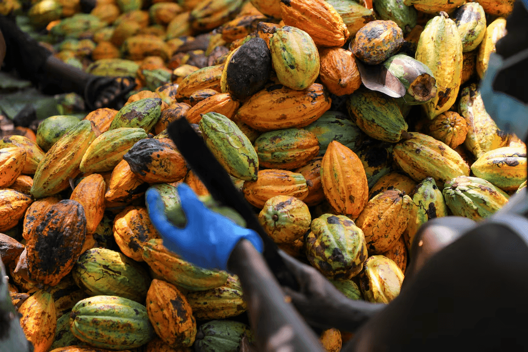 Ghana's Cocoa Production Hits 20-Year Low
